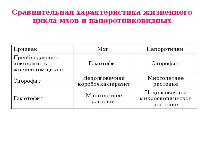 Половое поколение преобладает в цикле развития