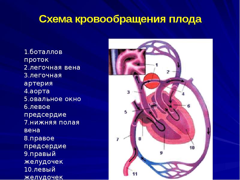 Схема кровоснабжения плода