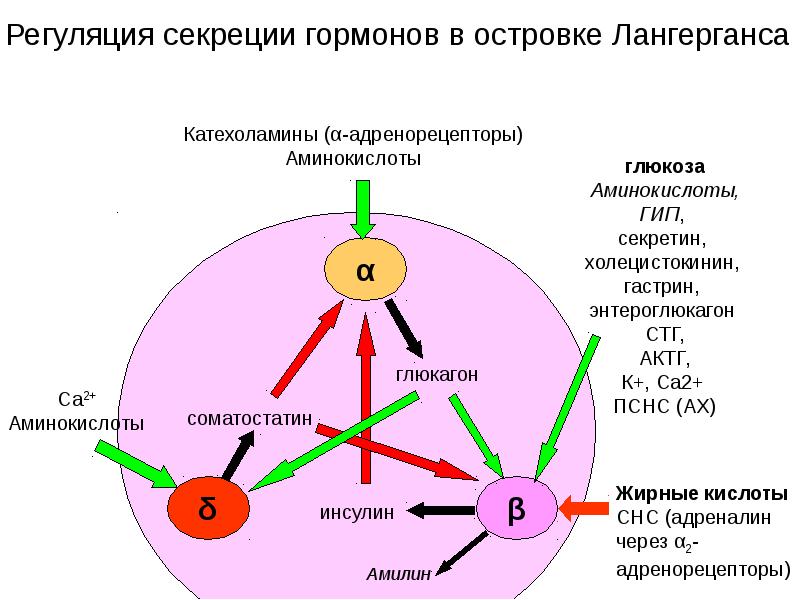 Биохимия памяти презентация