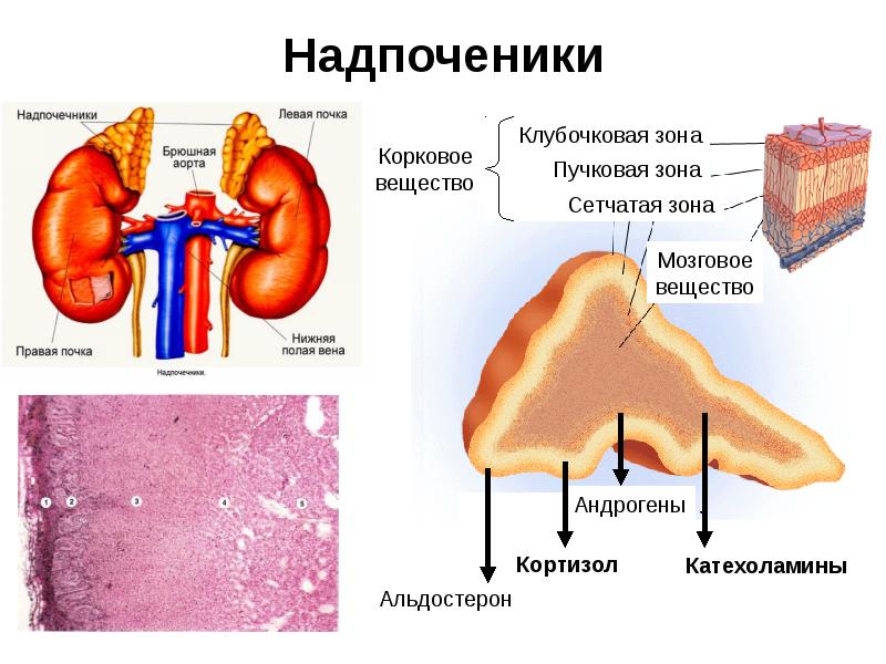 Сетчатая зона надпочечника вырабатывает