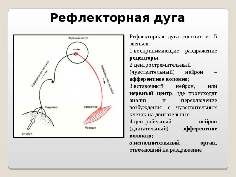 Расположение элементов рефлекторной дуги у человека
