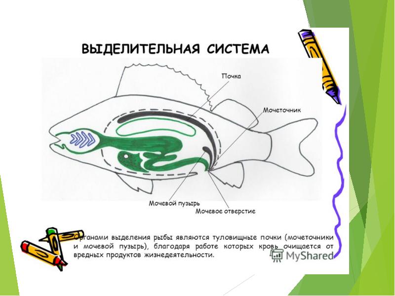 Выделительная система рыб схема