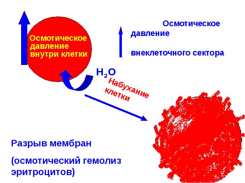 Поддержания осмотического давления