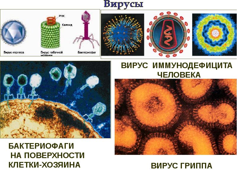 Фотографию вируса и названия. Разнообразие вирусов. Вирусы и их названия. Разнообразие размеров вирусов. Названия вирусов вирусов.