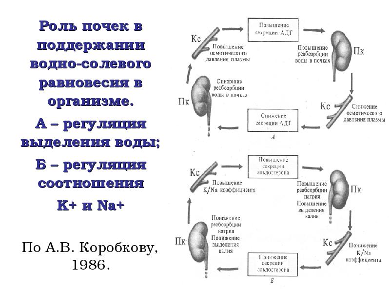 Щитовидная железа водно солевой обмен