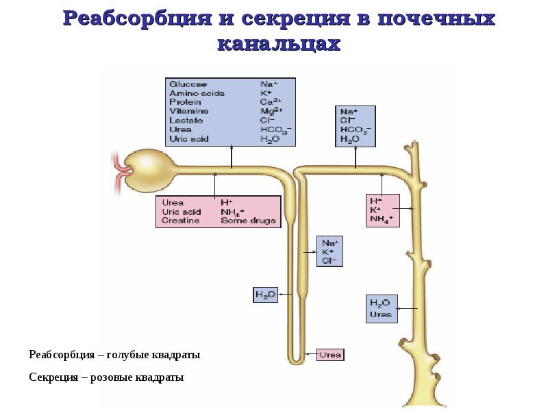 Водно солевой обмен биохимия презентация