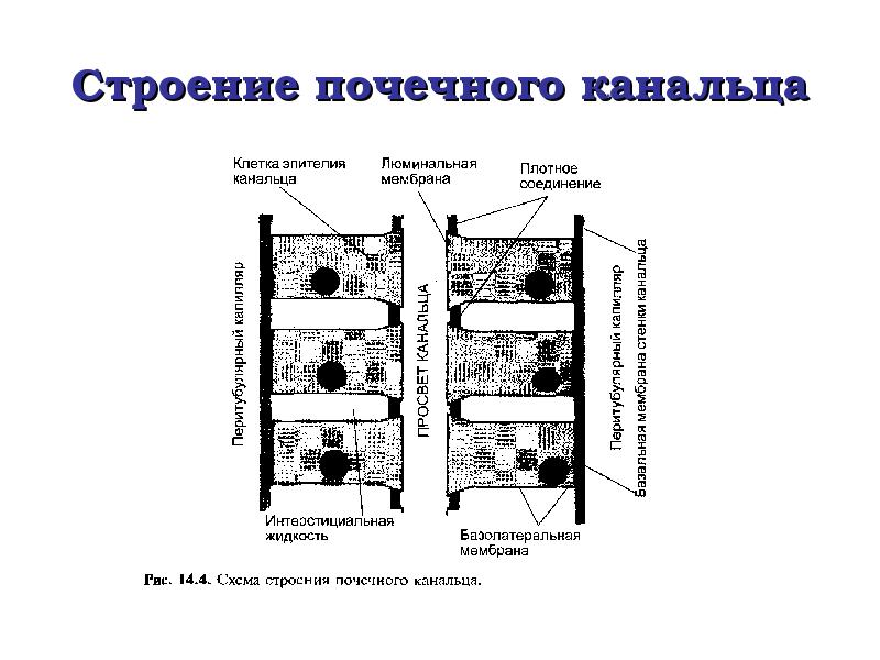 Водно солевой обмен биохимия презентация