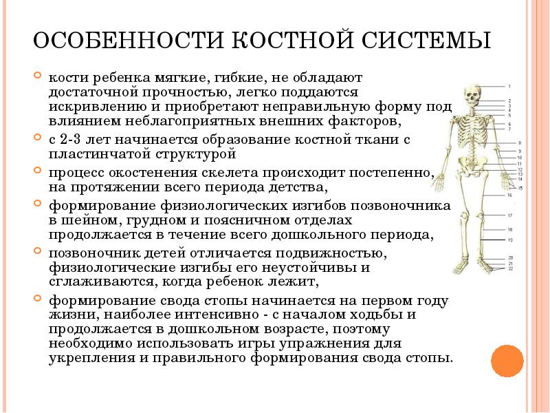 Костно мышечная система у детей презентация