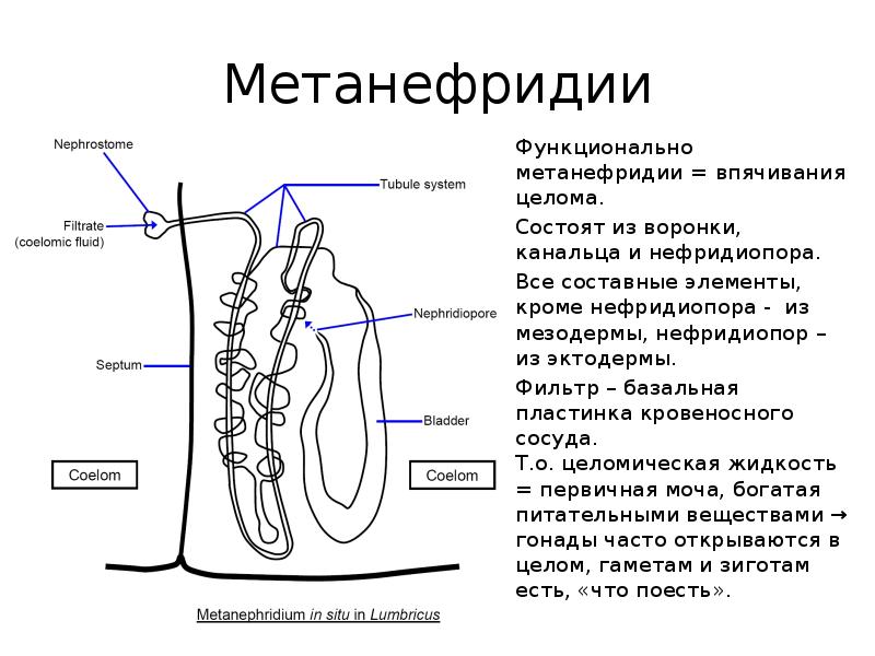 Метанефридии