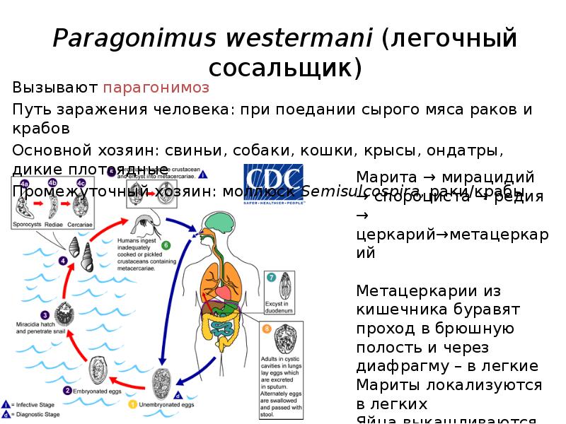 Жизненный цикл легочного сосальщика схема