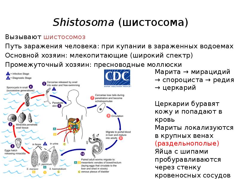 Путь заражения шистосомозом