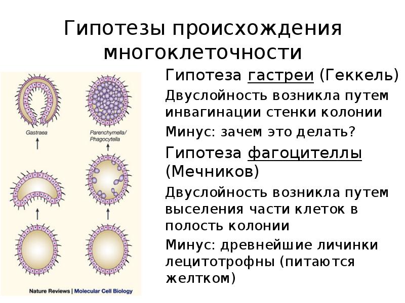 Фагоцителла