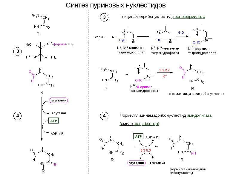 80 синтез. Синтез пуриновых оснований. Синтез пуриновых нуклеотидов формулы. Ключевая реакция синтеза пуриновых нуклеотидов. Глицинамидрибонуклеотид формула.