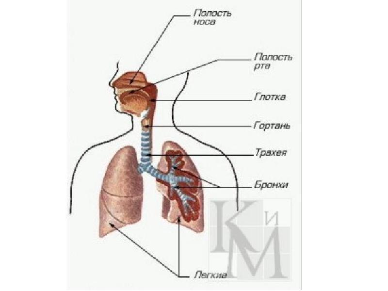 Путь воздуха в организм человека. Органы дыхания. Дыхательная система рисунок. Ход воздуха в легкие. Движение воздуха по дыхательным путям.