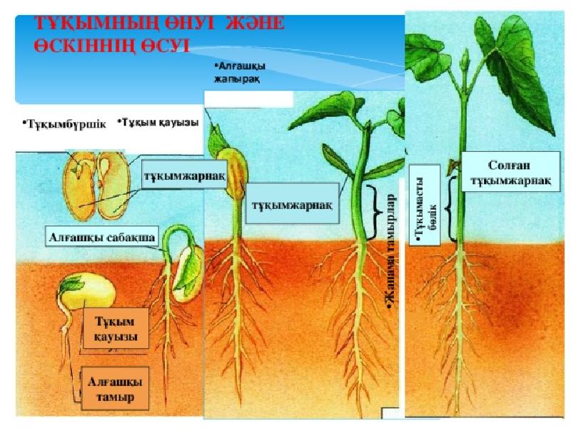 Өсімдіктердің тіршілік формалары презентация