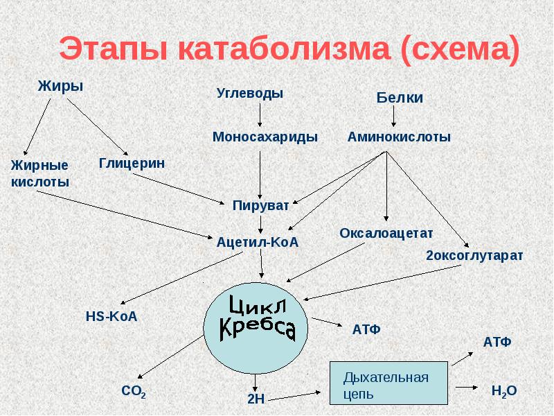 Общая схема катаболизма питательных веществ в организме