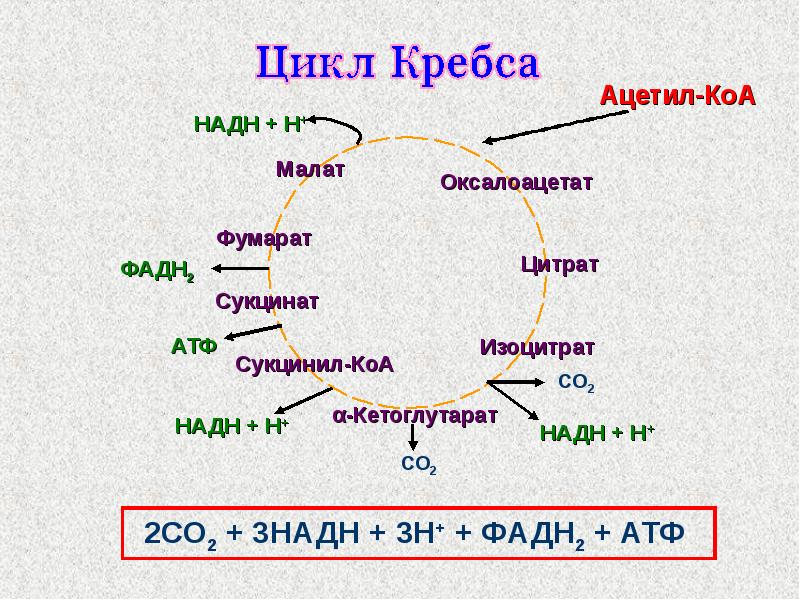 Синтез атф цикл кребса. Цикл трикарбоновых кислот АТФ. Схема клеточного дыхания цикл Кребса. Цикл трикарбоновых кислот цикл Кребса АТФ. Ацетил КОА цикл Кребса.