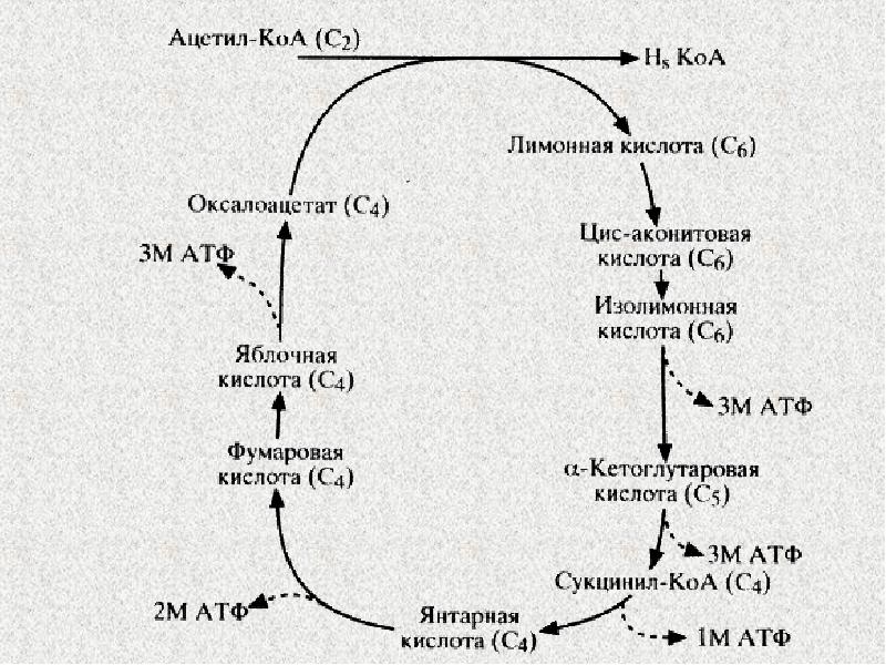 4 реакция цикла кребса