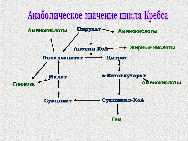 Означенный цикл. Функции цикла Кребса. Роль цикла Кребса. Цикл Кребса КАТАБОЛИЧЕСКАЯ роль. Анаболические функции цикла Кребса.