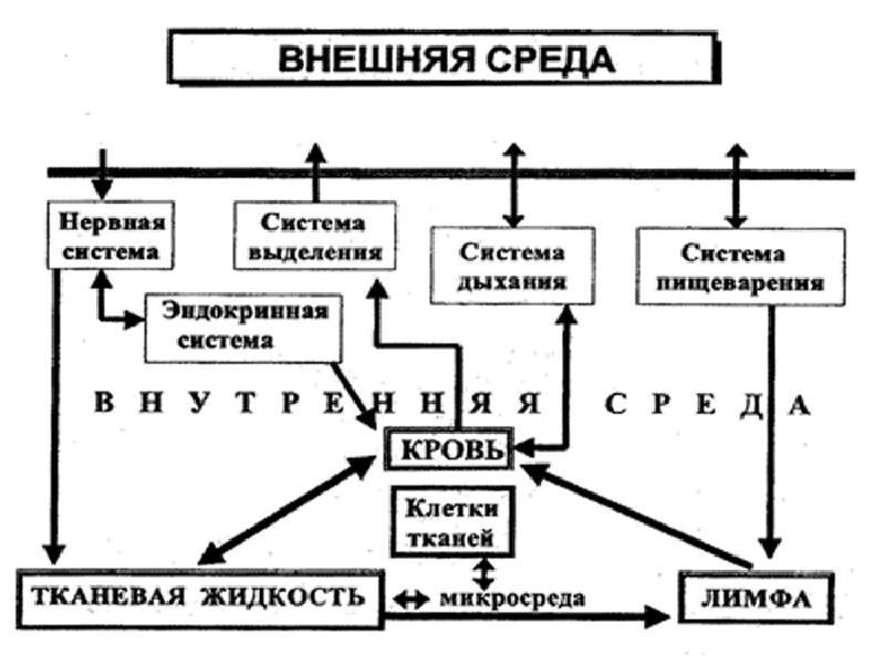 Составьте схему иллюстрирующую взаимопревращение 3 основных компонентов внутренней среды организма