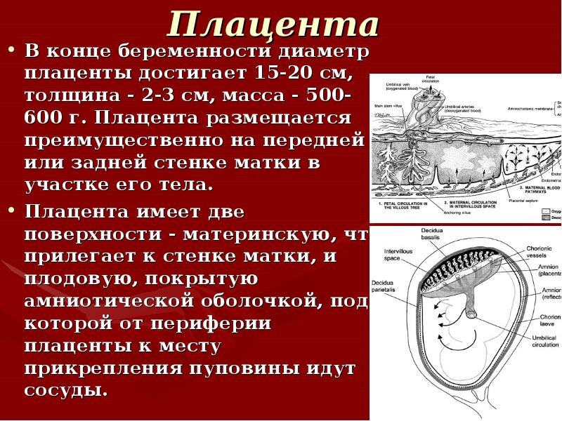 Конец беременности. Диаметр толщина плаценты.