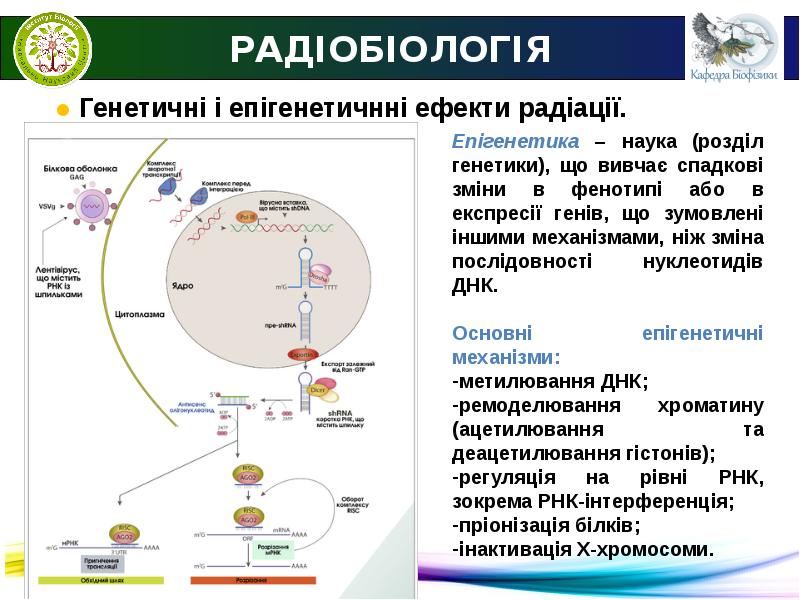 Презентации по радиобиологии