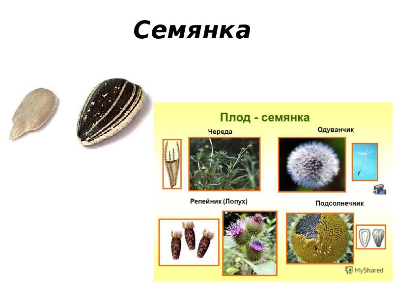 Семянка Семянка