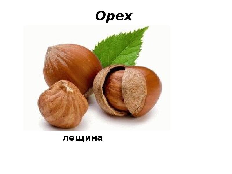 Орех Орех