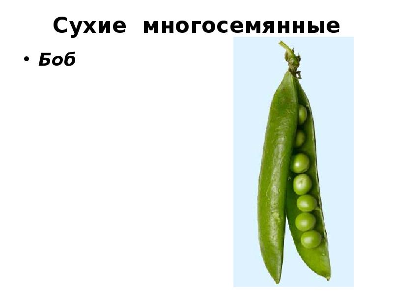 Сухой плод рисунок