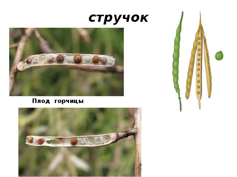 стручок стручок