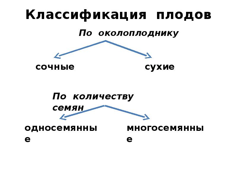 Классификация плодов
Классификация плодов