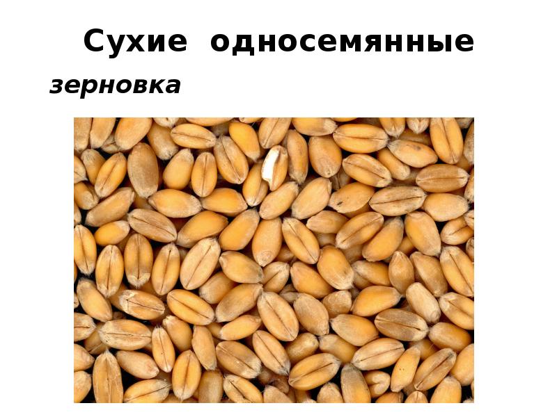 Сухие односемянные
зерновка Сухие односемянные
зерновка