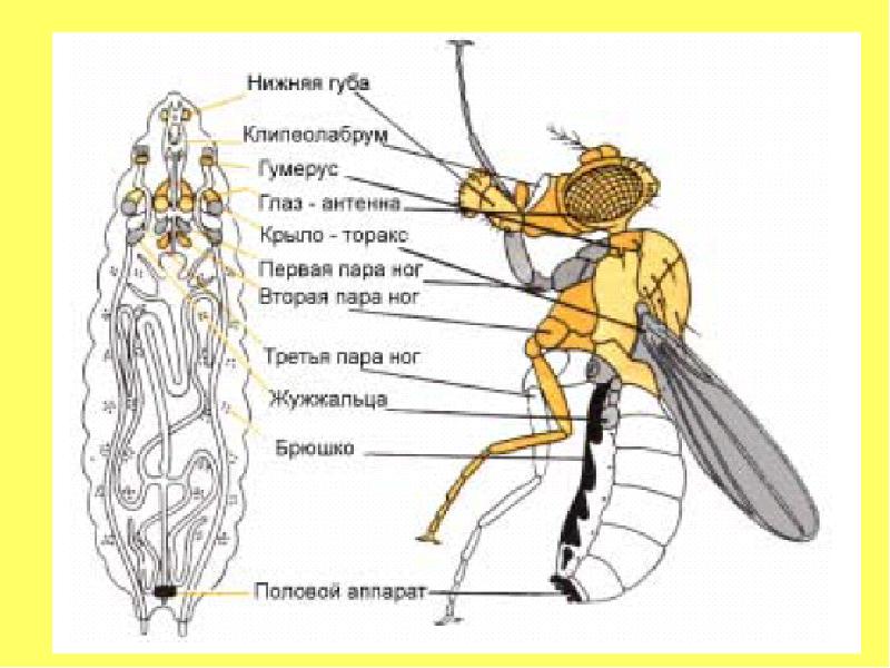 Строение мухи для детей в картинках