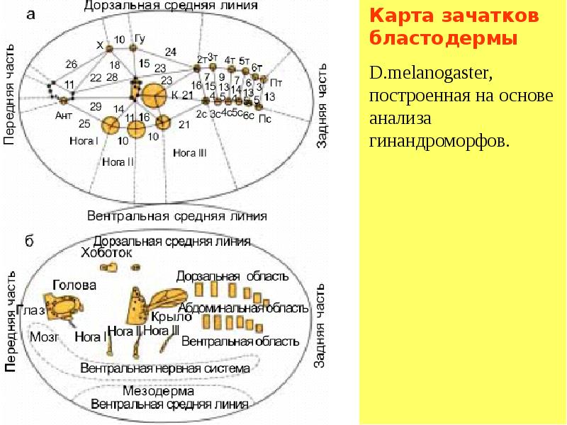 Генетическая карта дрозофилы