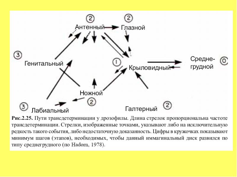 В соматической клетке дрозофилы 8. Трансдетерминация. Эмбриогенез дрозофилы. Схема биосинтеза глазных пигментов дрозофилы Меланогастер. Трансдетерминация презентация.