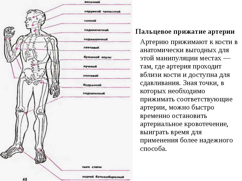 Сколько всего точек прижатия артерий. Точки прижатия артерий для остановки кровотечения. Пальцевое прижатие бедренной артерии.