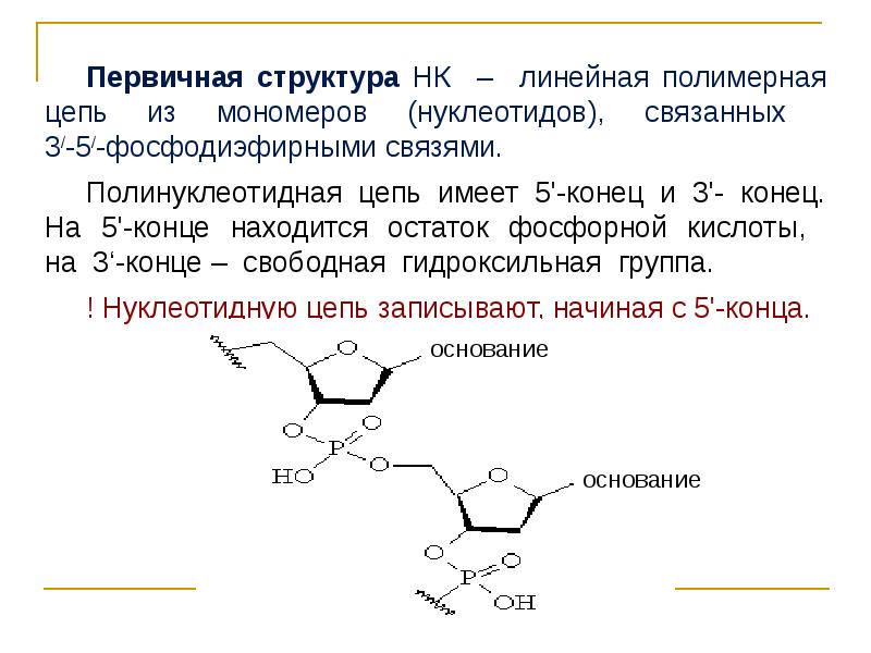 Полинуклеотидная цепь. Пантотеинфосфат структура и функции. Первичная структура полимерной цепи. Полимерная кислота строение. Над строение и функции.