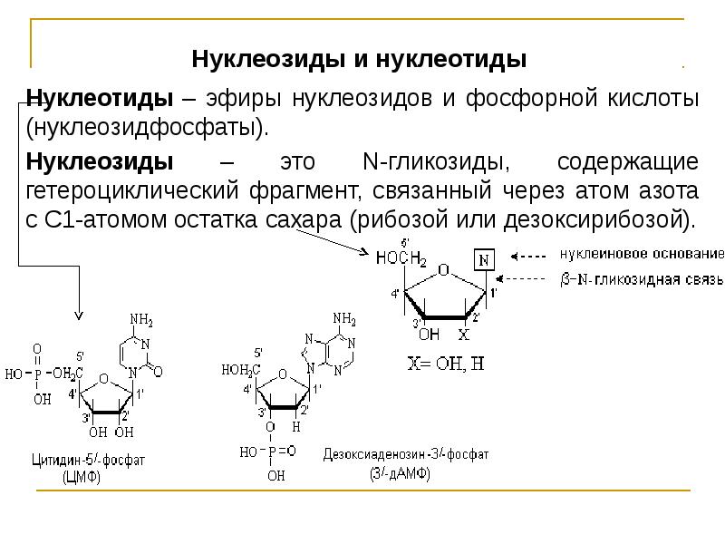 Строение нуклеиновых кислот биохимия презентация