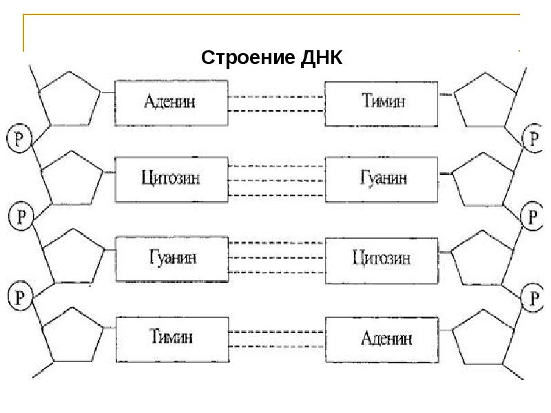 Схема днк. ДНК строение структура функции. Схема структуры ДНК. Функции ДНК схема. Строение ДНК схема для чайников.