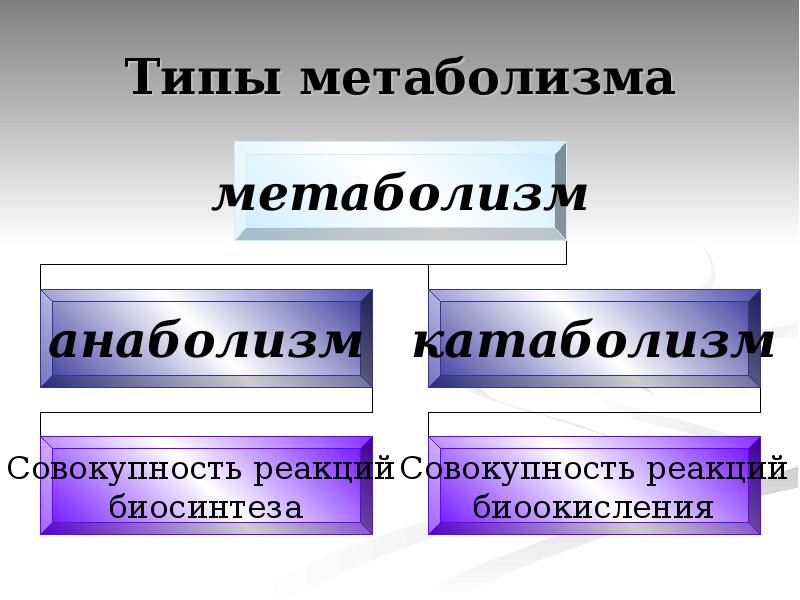 Обмен веществ биология 10 класс. Типы обмена веществ. Типы метаболизма. Виды обмена веществ у человека. Виды обменных процессов.