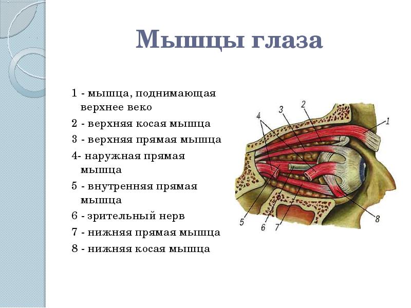 Повышенное верхнее. Мышца поднимающая верхнее веко иннервация. Мышца поднимающая верхнее веко строение иннервация. Мышца поднимающая верхнее веко анатомия. Мышцы верхнего века глаза.