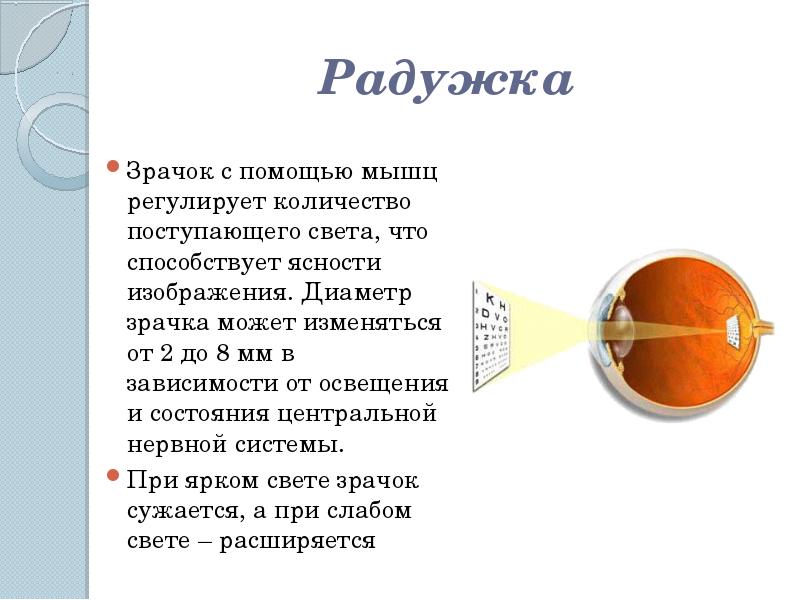 Изменение диаметра зрачка помогает глазу