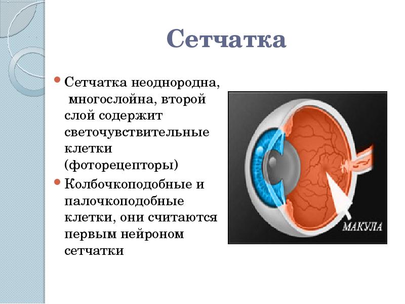 Исследование органа зрения. Светочувствительные клетки содержит. Светочувствительные клетки глаза содержит. Не содержит светочувствительных клеток. Планшетник светочувствительные клетки.