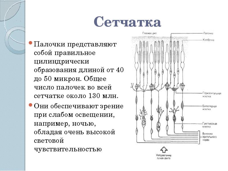 Количество палочек