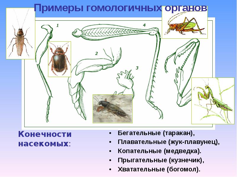 Какими цифрами на рисунке обозначены соответственно прыгательная и копательная конечности