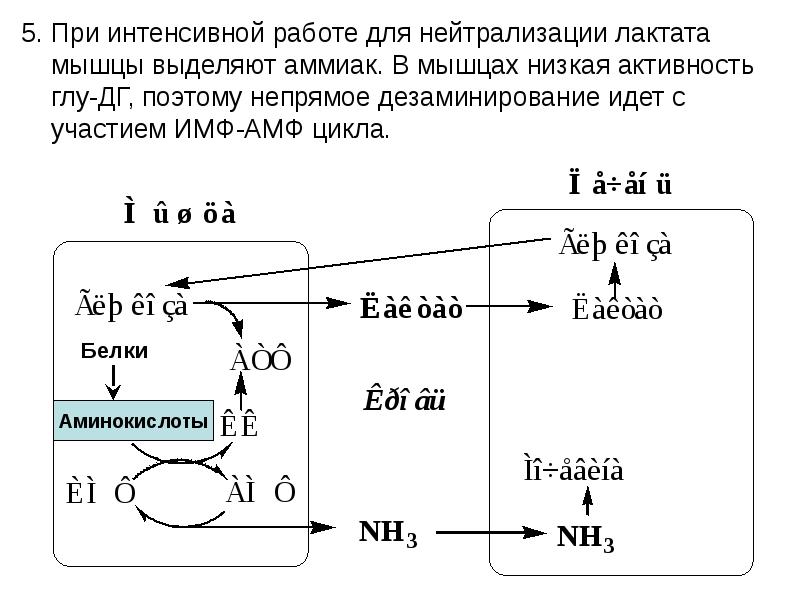 Как образуется лактат в мышцах. Механизм дезаминирования в мышцах. Непрямое дезаминирование в мышцах. Биохимия лактата в клетках мышц.