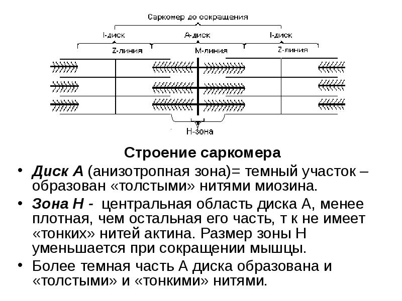 Зона н м. Структура саркомера биохимия. Строение миофибриллы биохимия. Строение мышц саркомера. Структура мышечного саркомера.