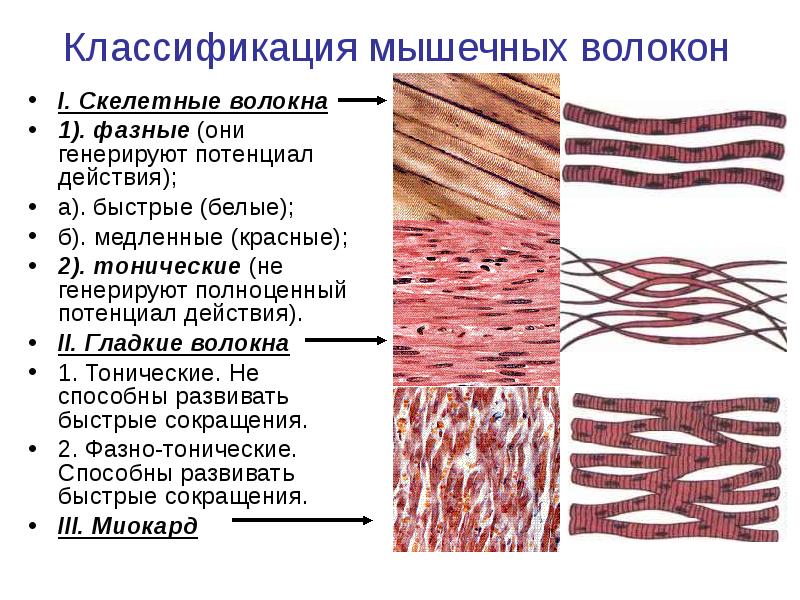 Какими буквами обозначены изображения гладкой мышечной ткани