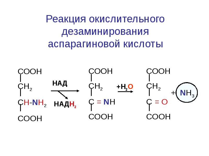 Оставить реакцию. Аспарагиновая кислота реакция окислительного дезаминирования in vivo. Дезаминирование аспартата реакция. Переаминирования щавелевоуксусной кислоты с аланином. Окислительное дезаминирование метионина.