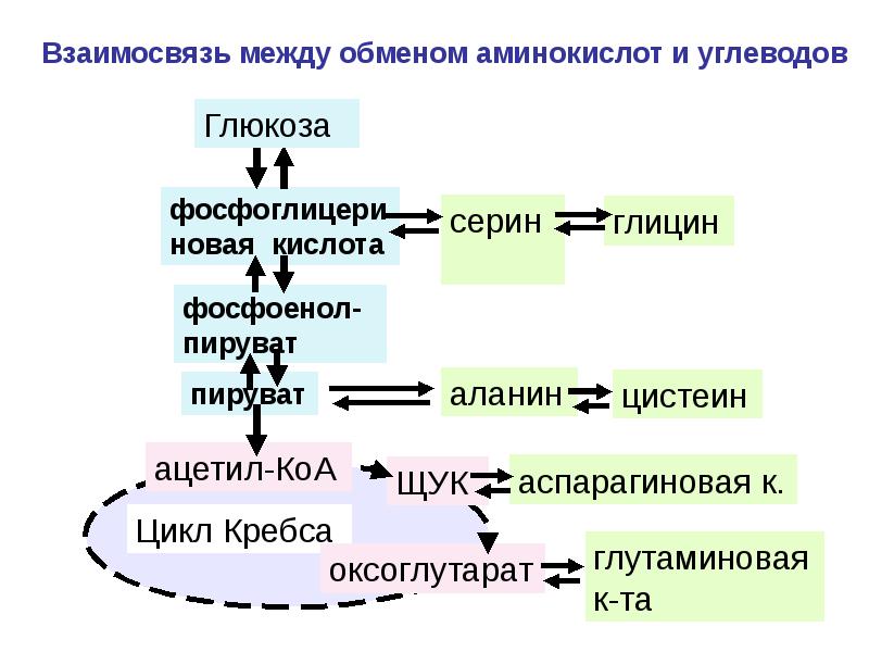 Обмен белков и аминокислот биохимия презентация